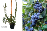 Голубика высокорослая Блюкроп (Vaccinium corymbosum Bluecrop) С3м