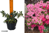 Азалия японская Кермезина Роуз (Rhododendron obtusum Kermesina Rose) С2