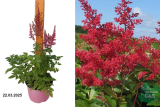 Астильба Арендса Эльза Шлук (Astilbe arendsii Else Schluck) С2