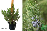 Можжевельник китайский Обелиск (Juniperus chinensis Obelisk) C5