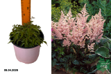 Астильба японская Пич Блоссум (Astilbe japonica Peach Blossom) С2 Пл