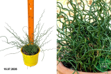 Юнкус (Ситник) Спиралис (Juncus Spiralis) С2