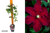 Клематис крупноцветковый Ниобе (Clematis Niobe) Р15