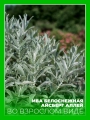 Ива белоснежная Айсберг Аллей