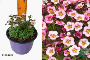 Камнеломка Альпина Эрли Мэджик Салмон