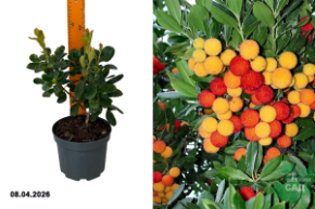 арбутус земляничник пис энд айс