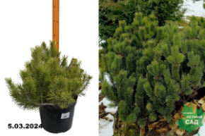 Сосна горная Мугус (Pinus mugo Mughus) C5