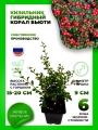 Кизильник гибридный Корал Бьюти