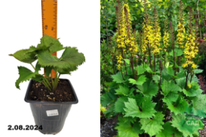 Бузульник узкоголовчатый Зе Рокет С1,5 Аг