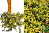 Можжевельник обыкновенный Голдшатц (Juniperus communis Goldschatz) С2,5