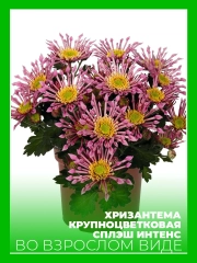 Хризантема крупноцветковая Сплэш Интенс