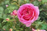 Роза английская Джубили Селеблейшн (Rose еnglish Jubilee Celebration) С6