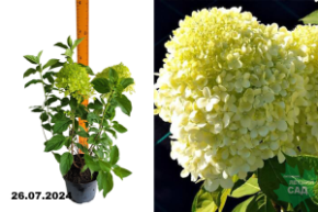 Hydrangea paniculata Selection
