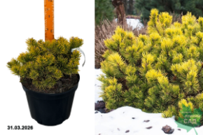 сосна винтер голд большая