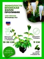 Жимолость японская Холлс Пролифик