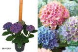 Гортензия крупнолистная микс (Hydrangea Macrophylla mix) С6К