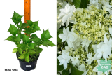 Гортензия крупнолистная Финия (Hydrangea m. Finya) С3