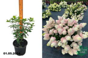 Гортензия метельчатая Сандей Фрайз (Hydrangea paniculata Sundae Fraise) С3.