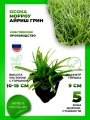 Осока Морроу Айриш Грин