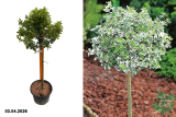 Бересклет Форчуна Арлекин (Euonymus fortunei Harlequin) (штамб 60 см) С7,5 О