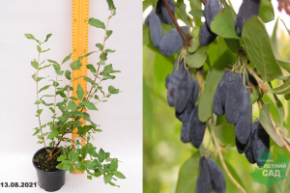 Жимолость Московская-23