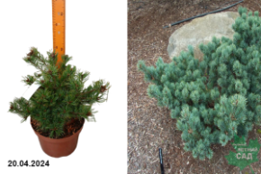 Сосна мелкоцветковая Кудлес1