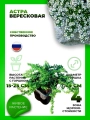 Астра вересковая