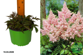 астильба арендса систер тереза