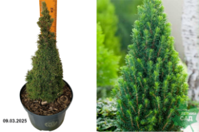 Picea glauca Piccolo