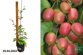 Актинидия аргута Ананасная (жен.) (Actinidia arguta Ananasnaya) С3