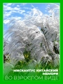 Мискантус китайский Мемори