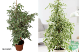 Фикус Бенджамина Твайлайт (Ficus benjamina Twilight) Р27