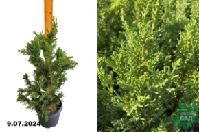 Кипарисовик тупой Драхт (Chamaecyparis obtusa Draht)