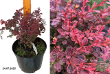Барбарис Тунберга Инспирейшн (Berberis Thunbergii Inspiration) С5 д