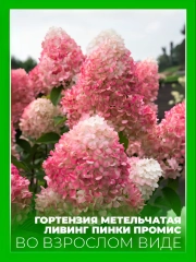 Гортензия метельчатая Ливинг Пинки Промис