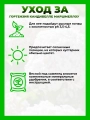 Гортензия древовидная Кандибелле Маршмеллоу