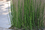 Эквисетум (Хвощ) зимующий (Equisetum hyemale)