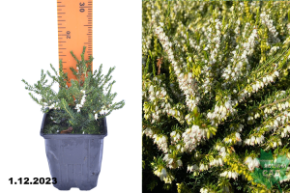 Эрика дарлейенская Вайт Глоу (Erica darleyensis White Glow) Р9