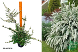Спирея ниппонская Сноумаунд (Spiraea nipponica Snowmound) С3