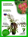 Альбиция ленкоранская