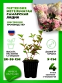 Гортензия метельчатая Самарская Лидия