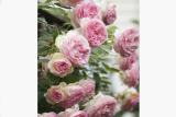 Роза плетистая Лейс Эден Роуз (Rosa Lace Eden Rosa) ОКС