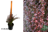 Барбарис Тунберга Рози Рокет (Berberis thunbergii Rosy Rocket) С5