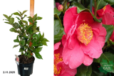 Камелия японская Доктор Кинг (Camellia japonica Dr. King) С5