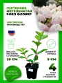 Гортензия метельчатая Роял Фловер