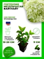 Гортензия метельчатая Гарденлайт Вайтлайт