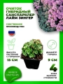 Очиток гибридный Санспарклер Лайм Зингер