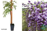Глициния обильноцветущая Блэк Дрэгон (Wisteria floribunda Black Dragon Р15
