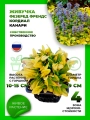 Живучка ползучая Фезеред Френдс Кордиал Канари