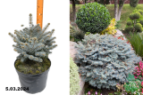 Ель колючая Глаука Глобоза (Picea pungens Glauca Globosa) С10